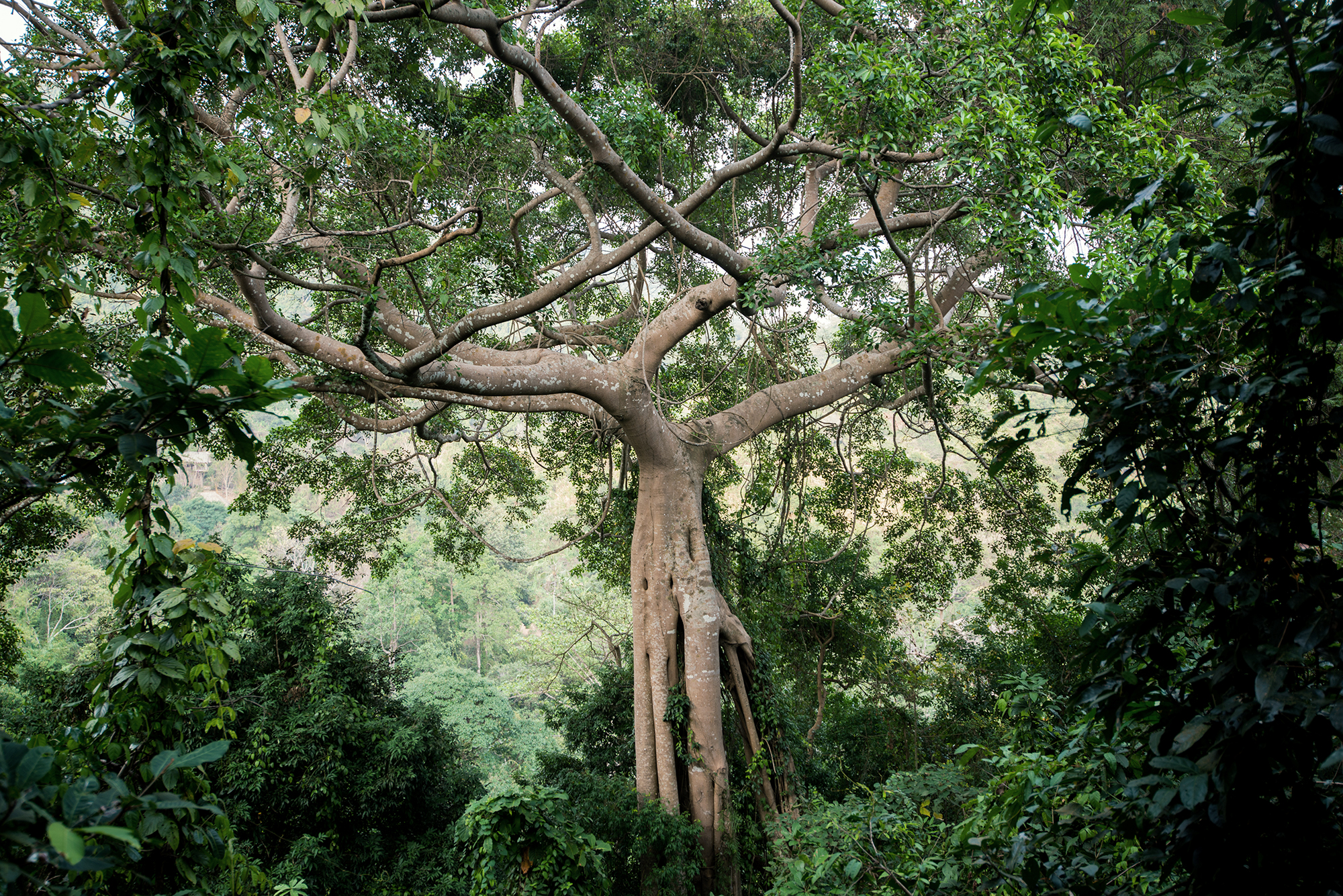 Evergreen tropical fig tree on the slope of a natural reserve