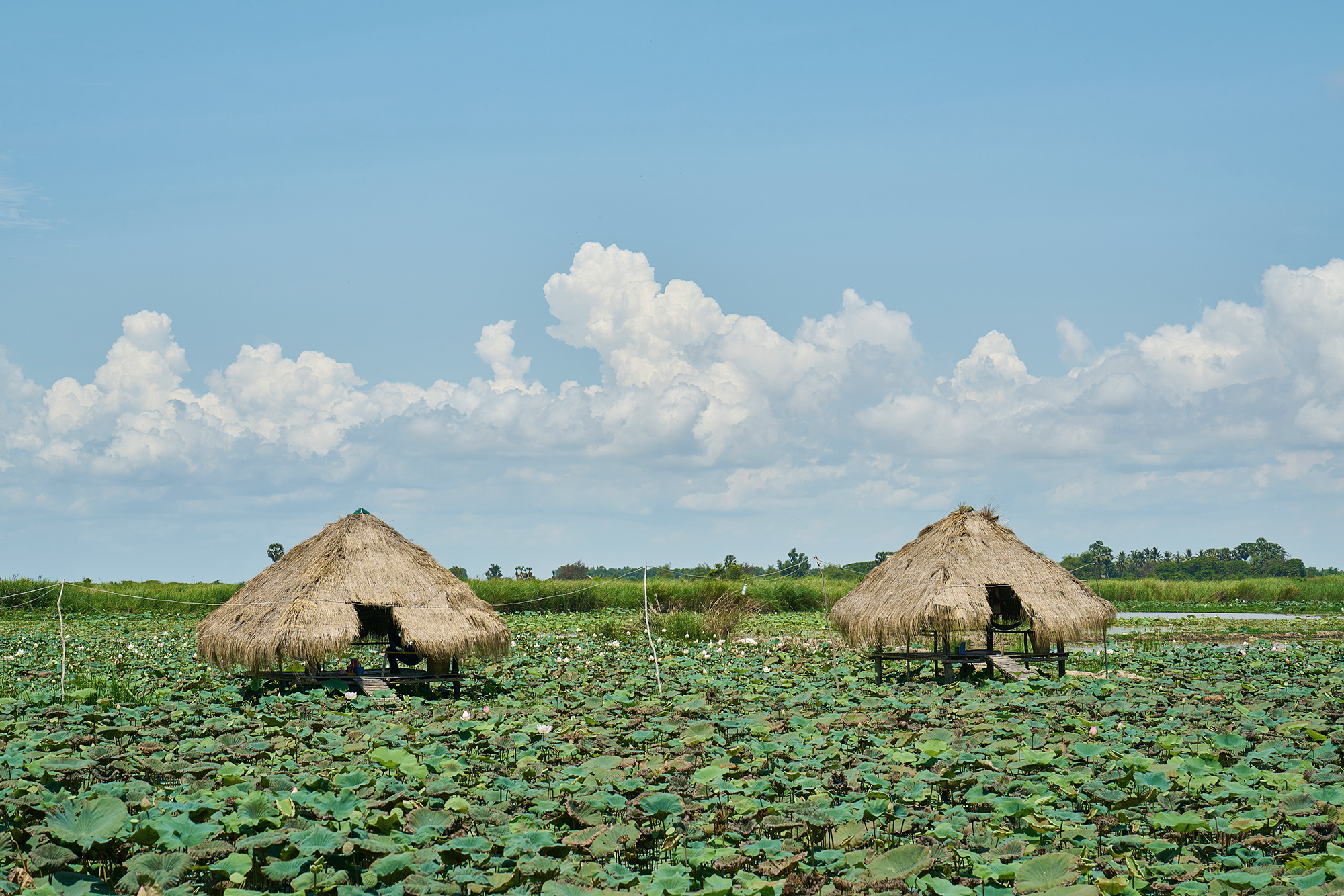 Landscape in Cambodia