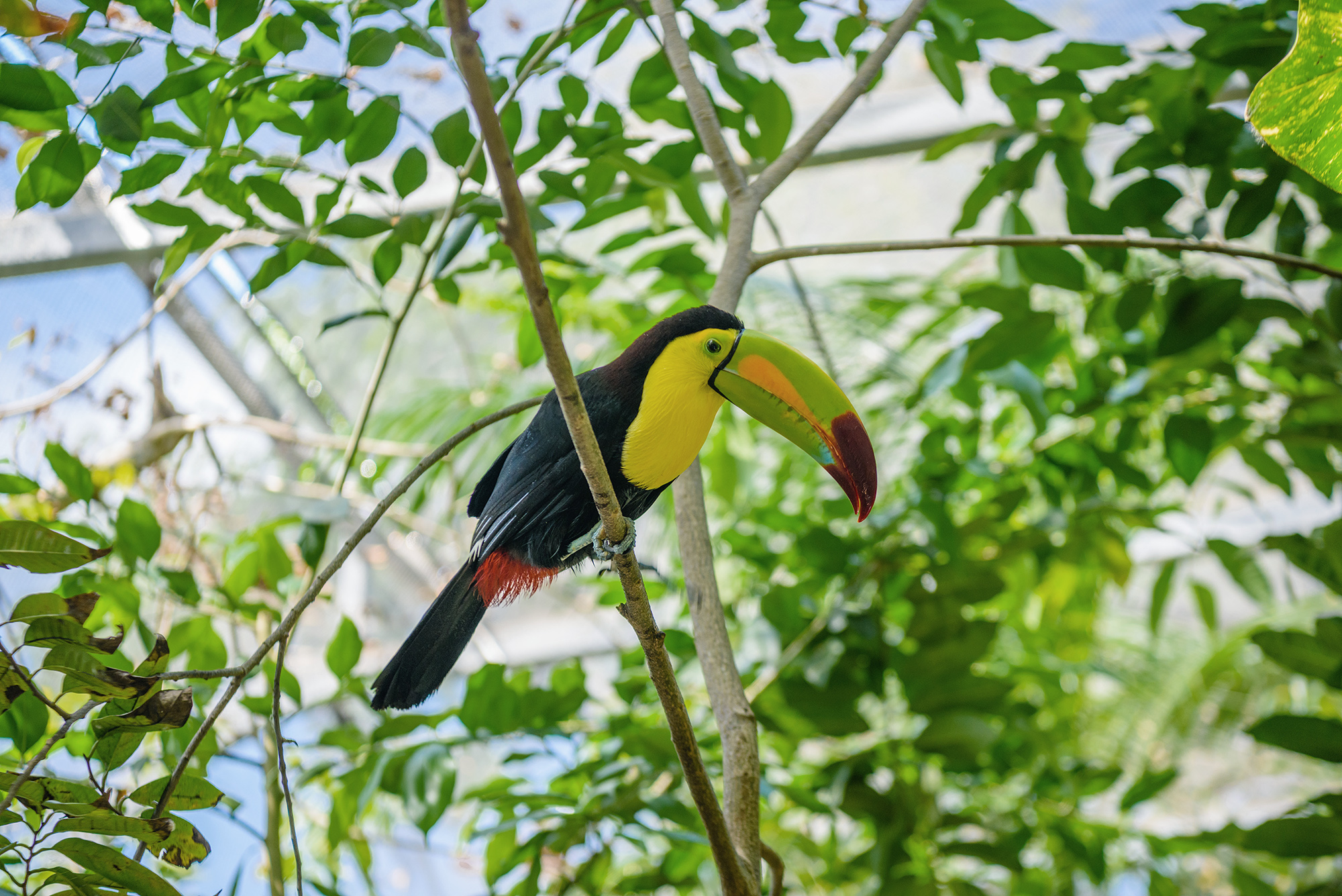 Keel-billed Toucan, Ramphastos sulfuratus, bird with big bill sitting on the branch in the forest, nature travel in central America, Playa del Carmen, Riviera Maya, Yu atan, Mexico.