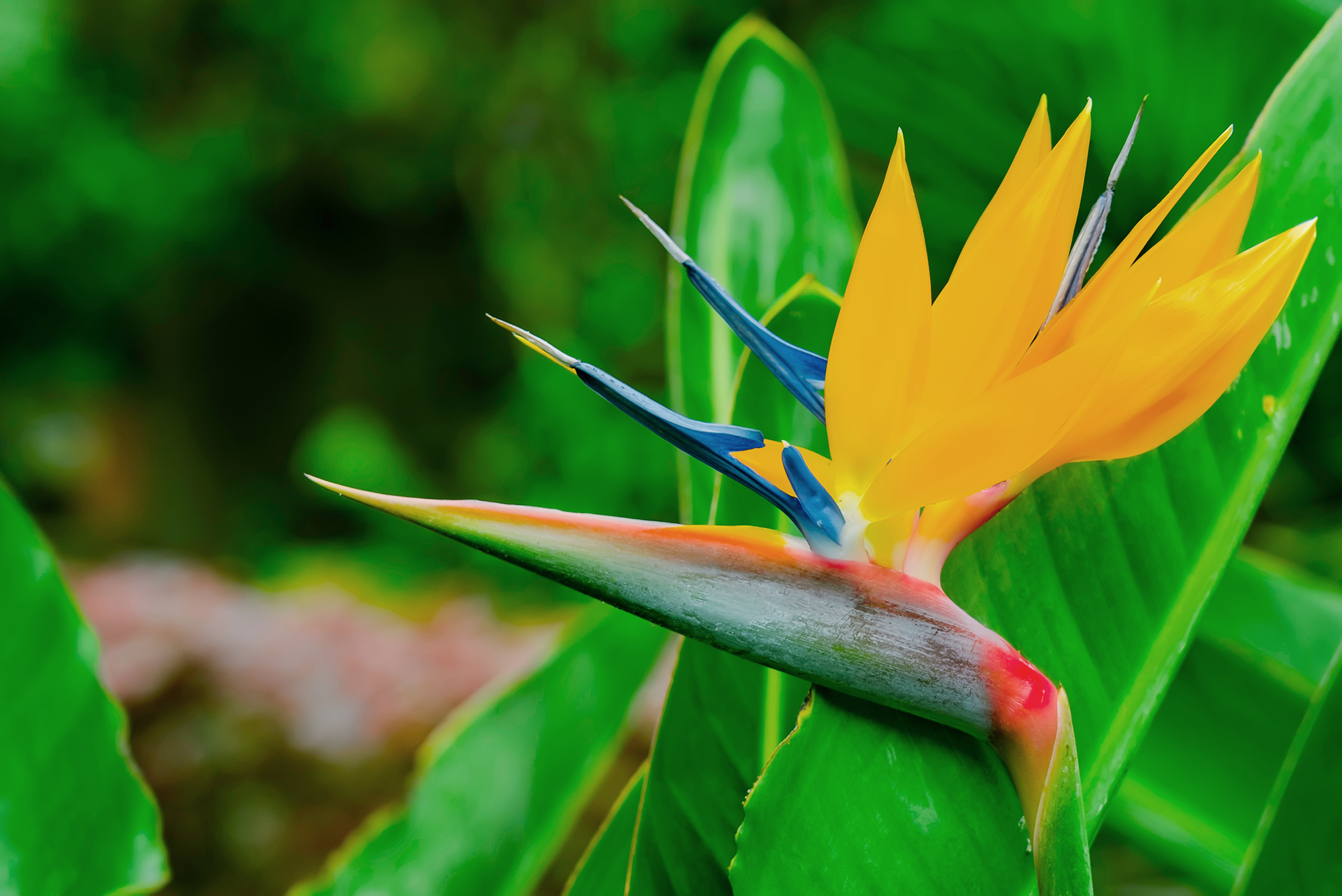 Strelitzia Reginae. Beautiful Bird of Paradise flower on the background of green leaves in soft focus. Tropical flower on Tenerife, Canary Islands, Spain
