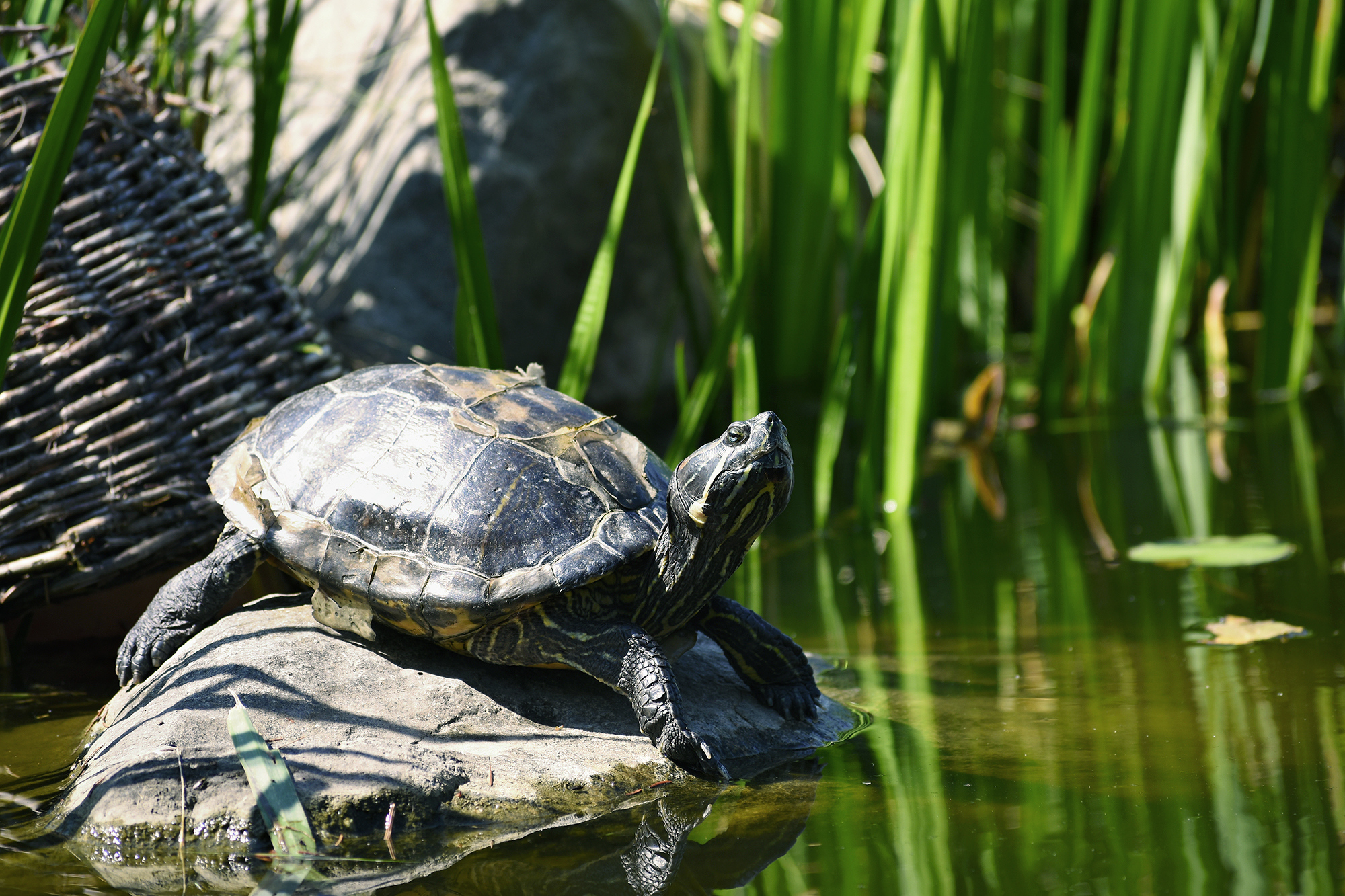 A beautiful turtle on a stone wild in nature by the pond. (Trachemys scripta elegans)