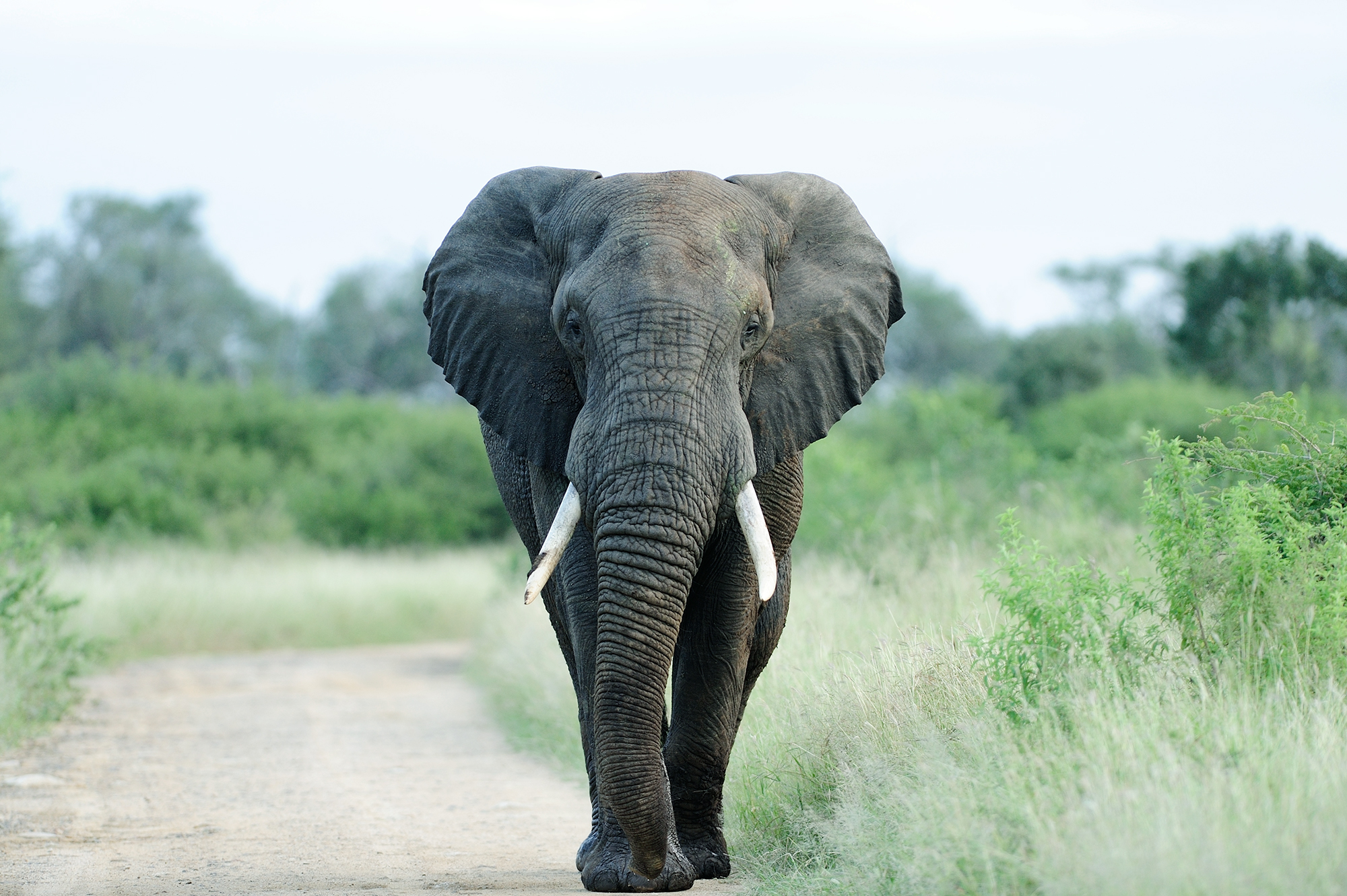 A beautiful elephant on a gravel pathway surrounded by green grass and trees